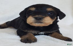 Schnoodle dogs for sale: Ember - Image 4