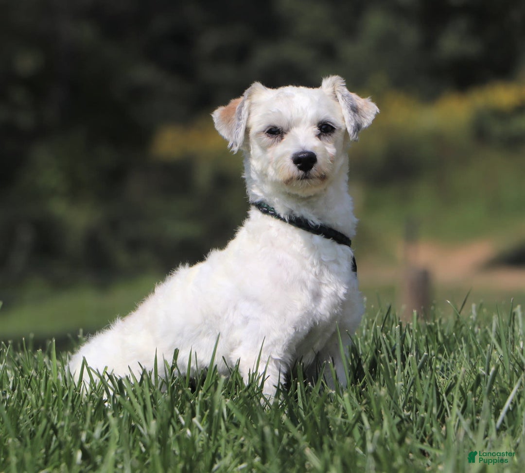 Havanese dogs for sale: Lexi - Image 15