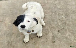 Border Collie dogs for sale: Divvy - Image 11