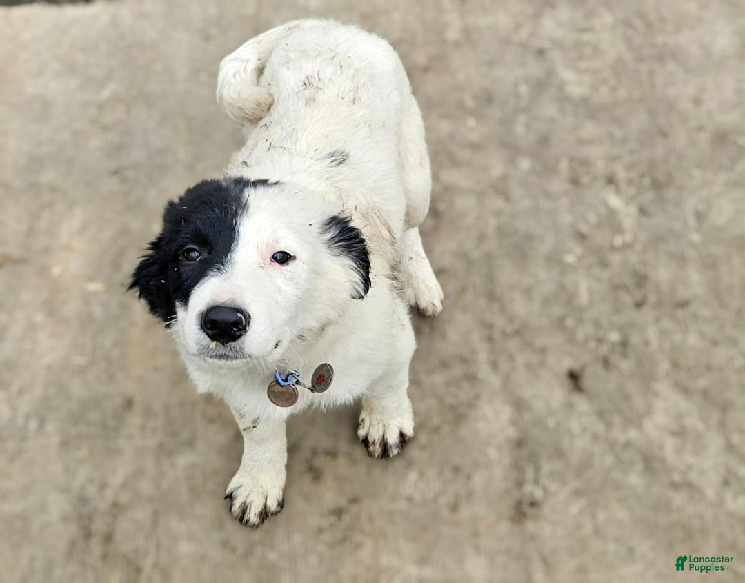 Border Collie dogs for sale: Divvy - Image 11