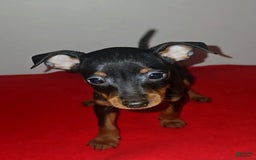 Miniature Pinscher dogs for sale: Apollo - Image 3