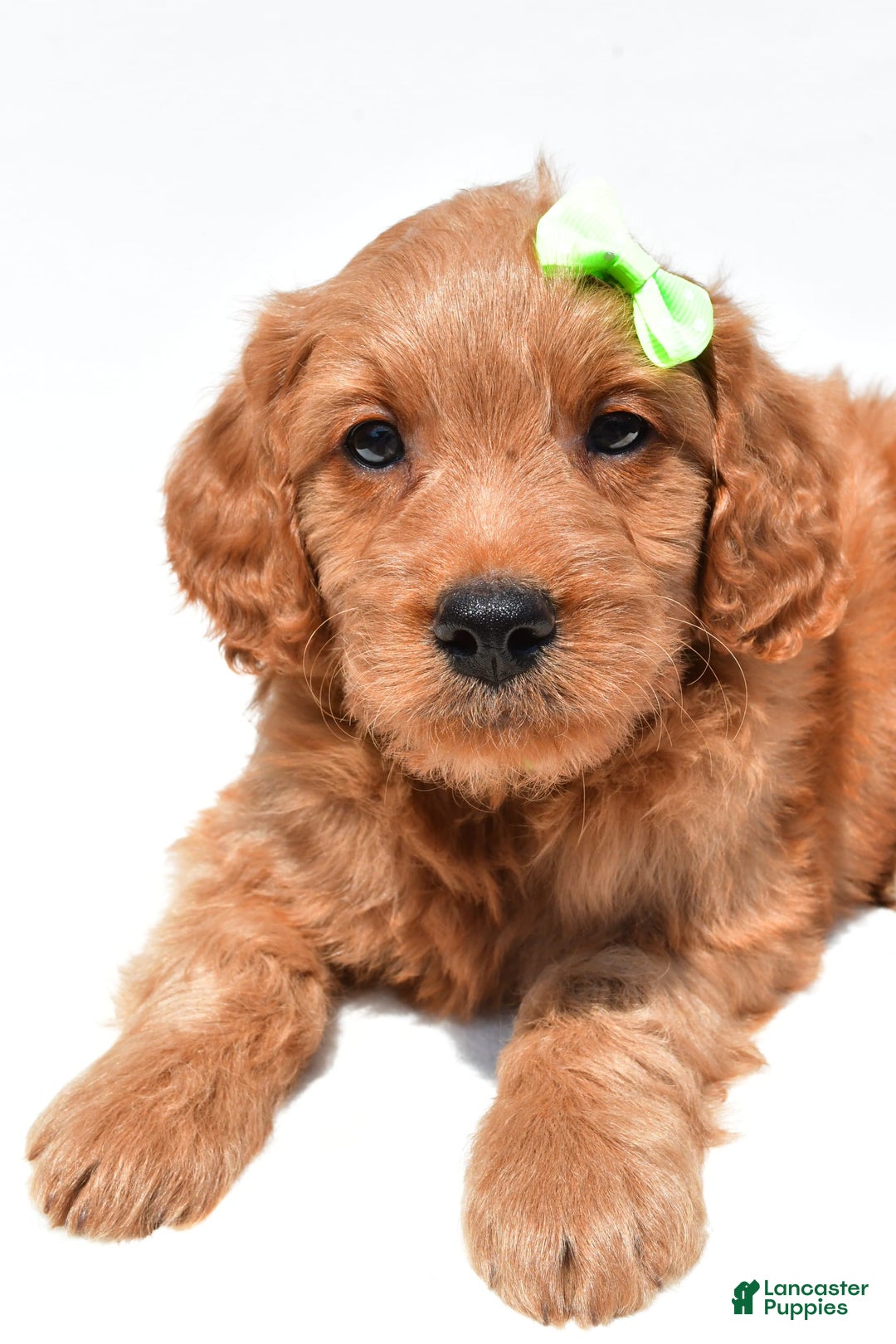Mini Goldendoodle dogs for sale: Timmy - Image 5