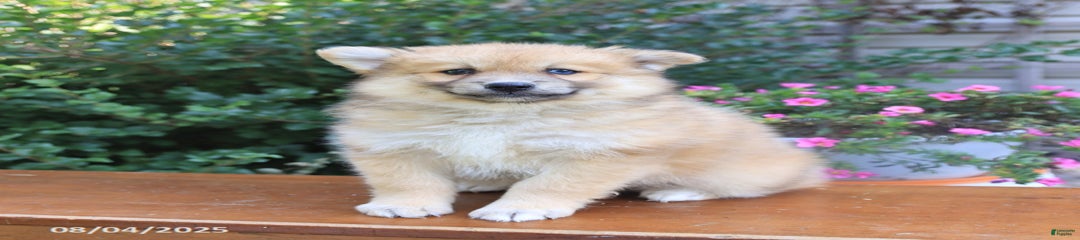 Archie