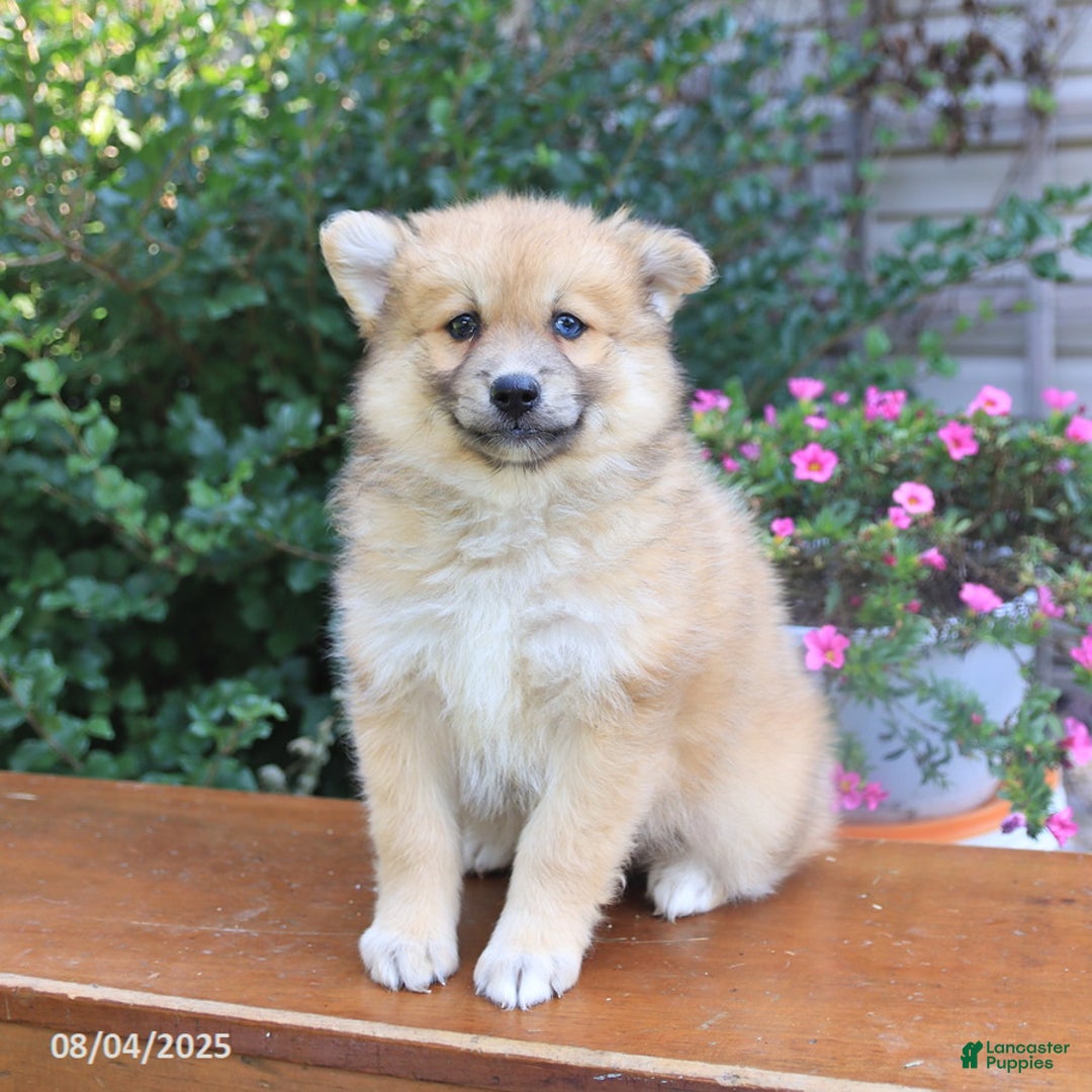 Pomsky dogs for sale: Archie - Image 1