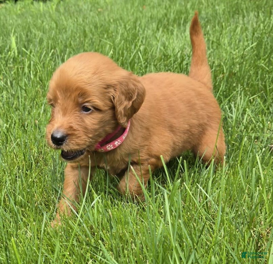 Goldendoodle dogs for sale: Rosie - Image 11