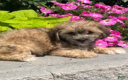 Lhasapoo dogs for sale: Jasper - Image 5