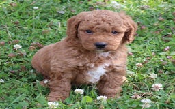  dogs for sale: Mini Goldendoodle 3 puppies - Image 1