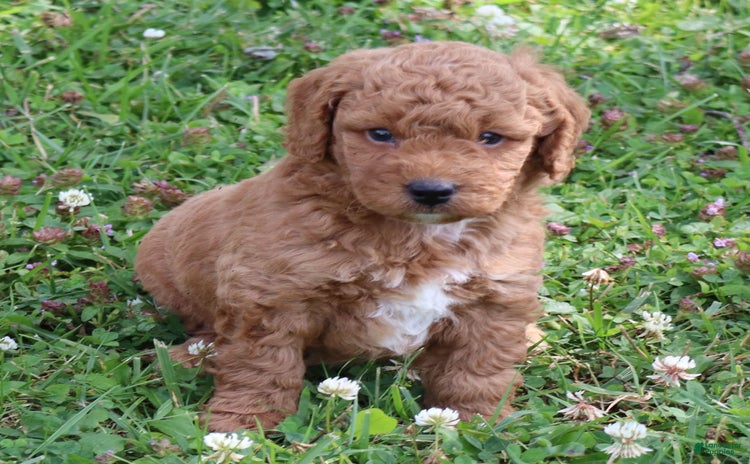 Mini Goldendoodle dogs for sale - Ad 4