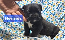 Cane Corso dogs for sale: Hermes - Image 4