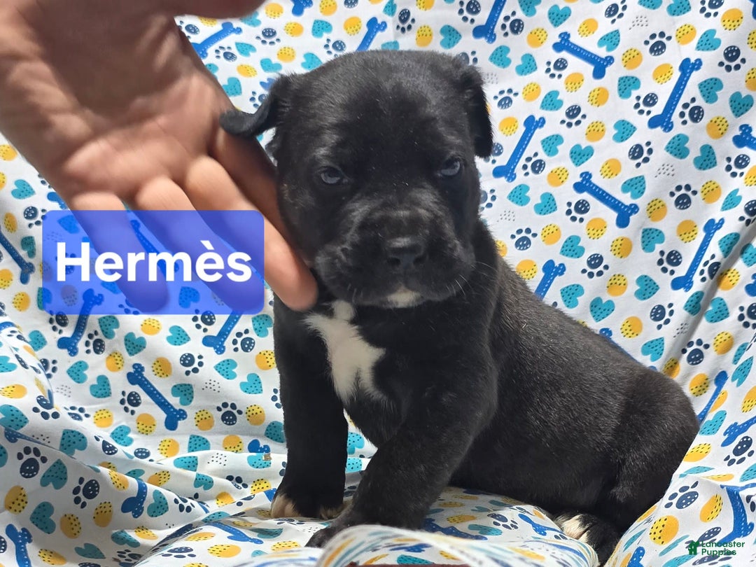 Cane Corso dogs for sale: Hermes - Image 4