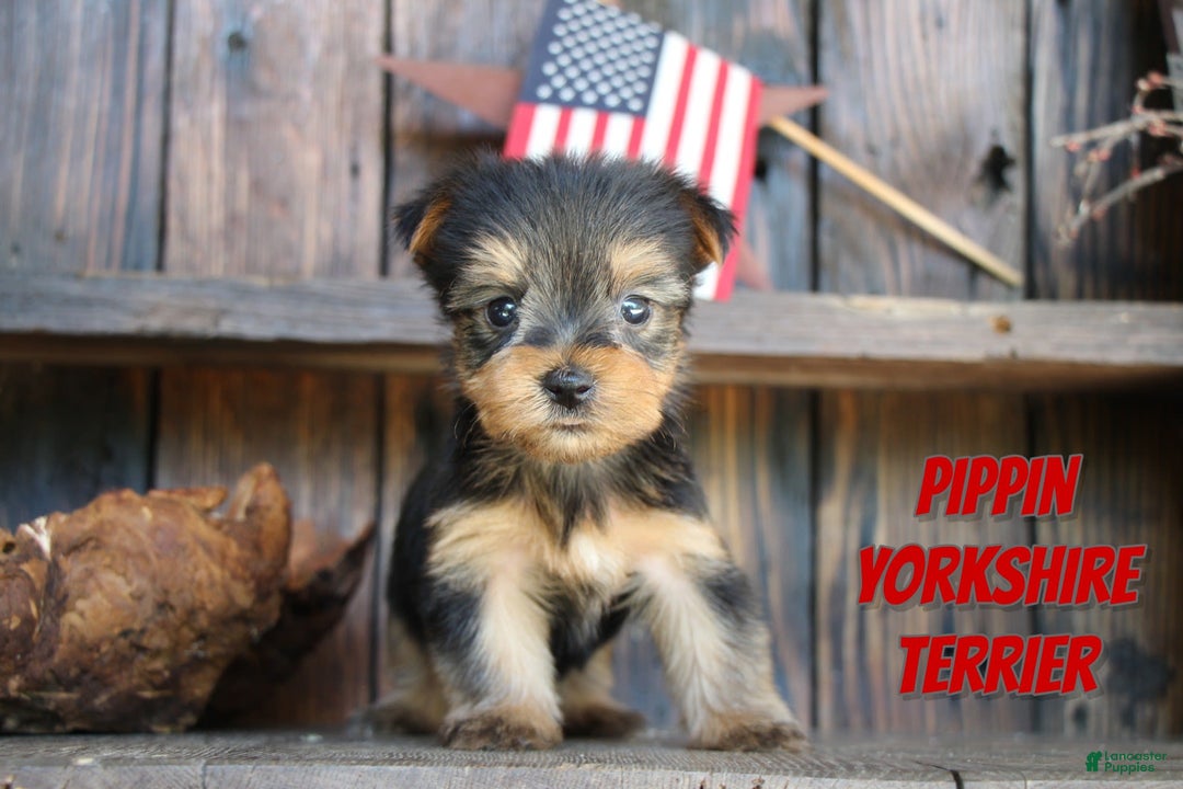 Yorkshire Terrier dogs for sale: Pippin - Image 4