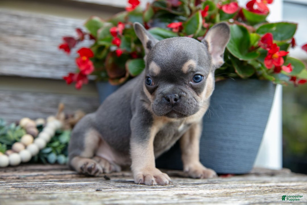 French Bulldog dogs for sale: Shadow - Image 3