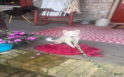 Pomsky dogs for sale: Cody - Image 1