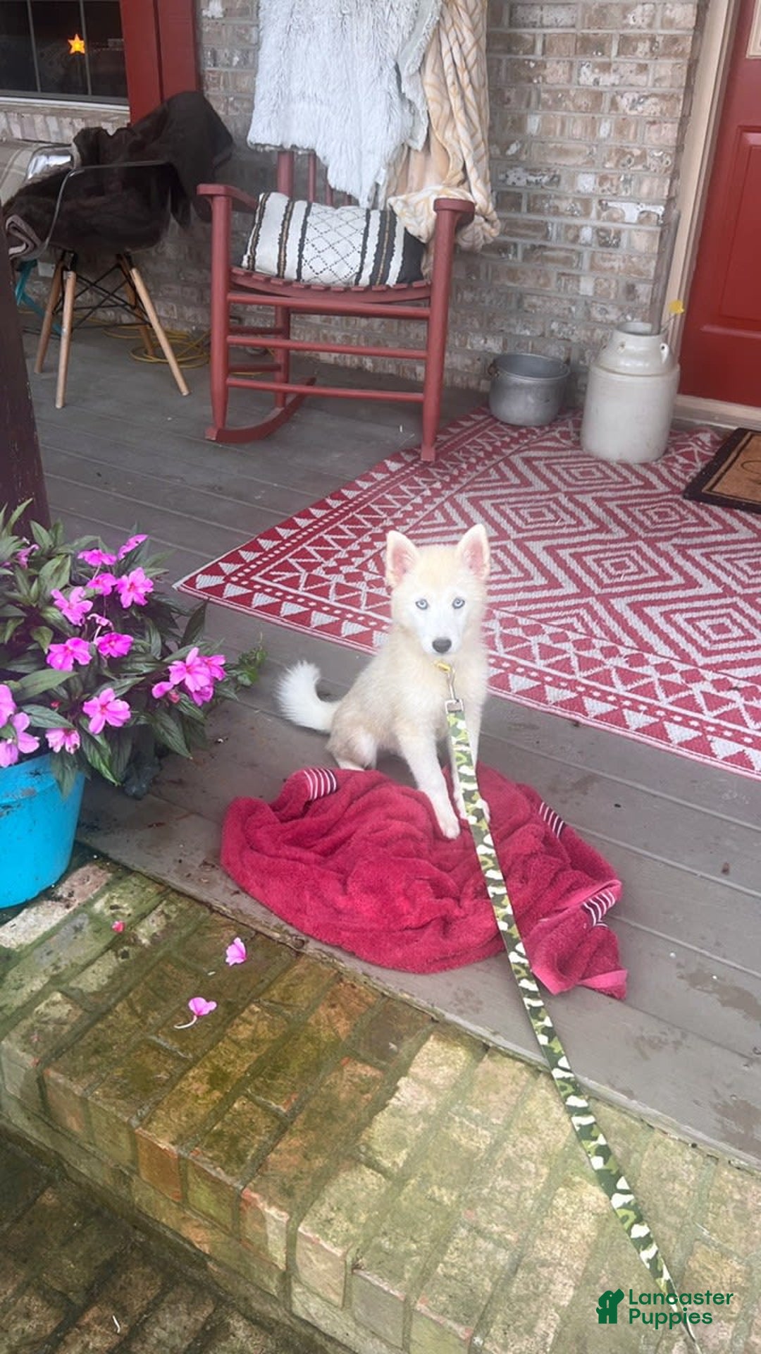 Pomsky dogs for sale: Cody - Image 1