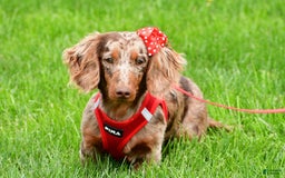 Miniature Dachshund dogs for sale: Teddy - Image 10