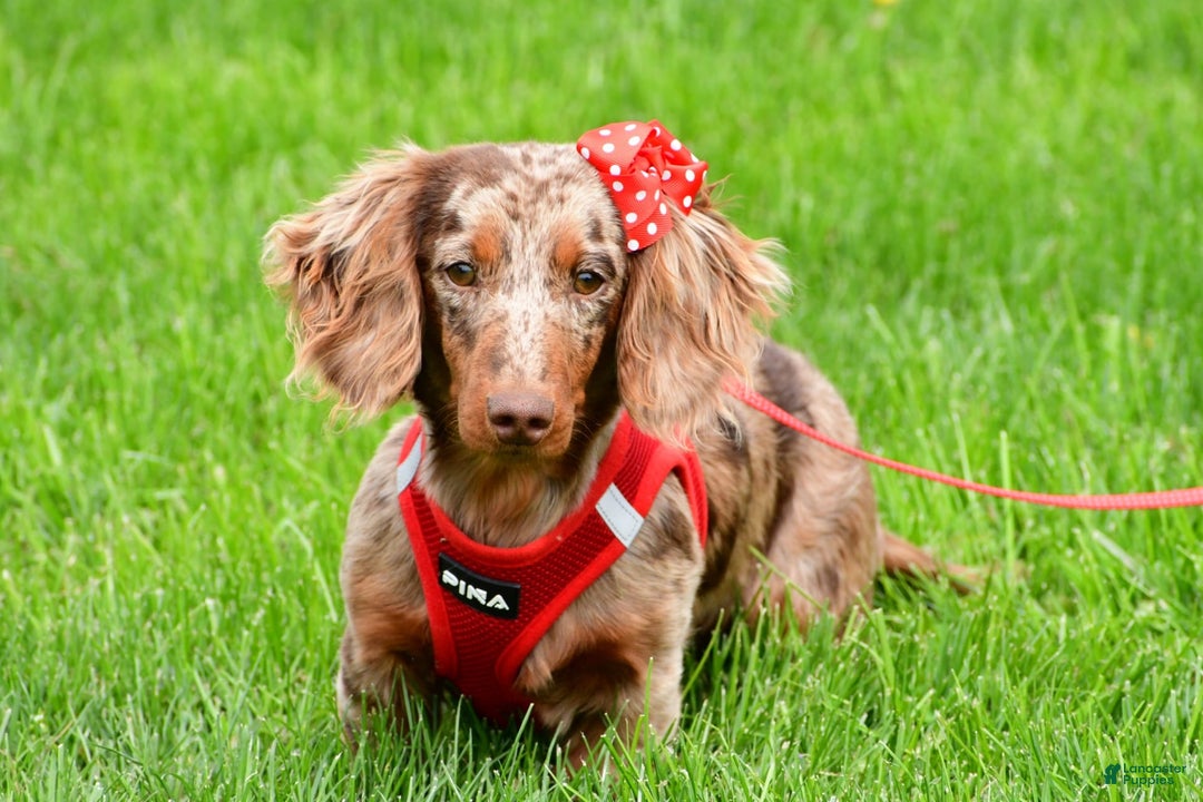 Miniature Dachshund dogs for sale: Teddy - Image 10