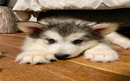Alaskan Malamute dogs for sale: Tundra - Image 3