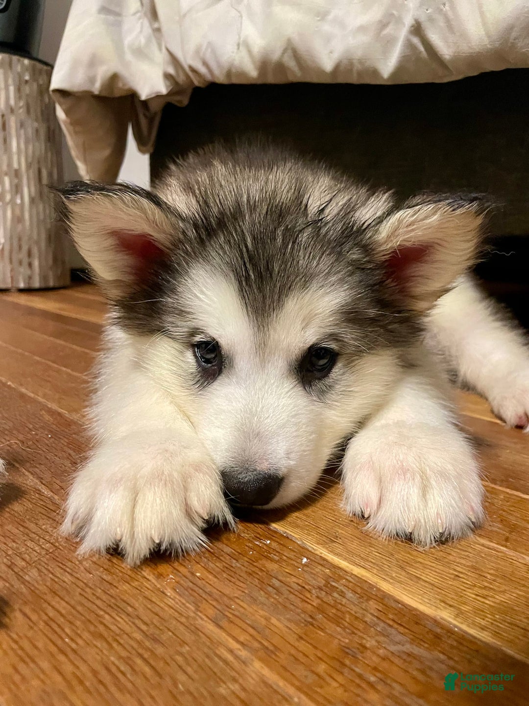 Alaskan Malamute dogs for sale: Tundra - Image 3