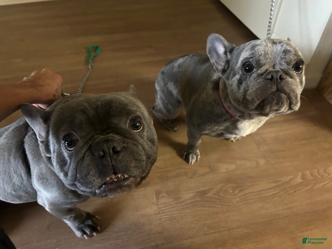 French Bulldog dogs for sale: Daisy - Image 5