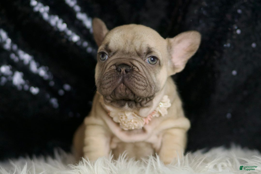 French Bulldog dogs for sale: Hazelnut - Image 1