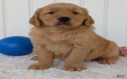 Golden Retriever dogs for sale: Brady - Image 20