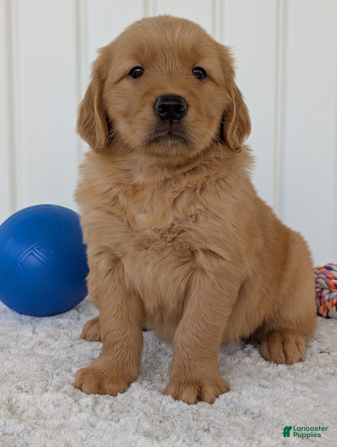 Golden Retriever dogs for sale: Brady - Image 20