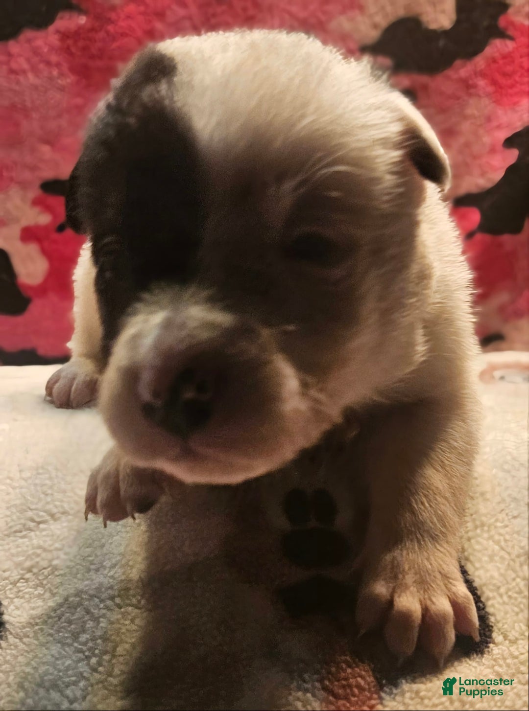 Border Collie dogs for sale: Hondo - Image 30