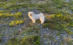 Morkie dogs for sale: Mr. Sleepy - Image 16