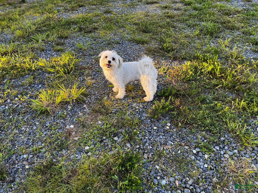 Morkie dogs for sale: Mr. Sleepy - Image 16