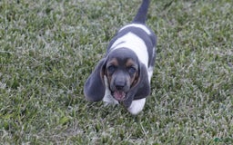 Basset Hound dogs for sale: Flo - Image 9