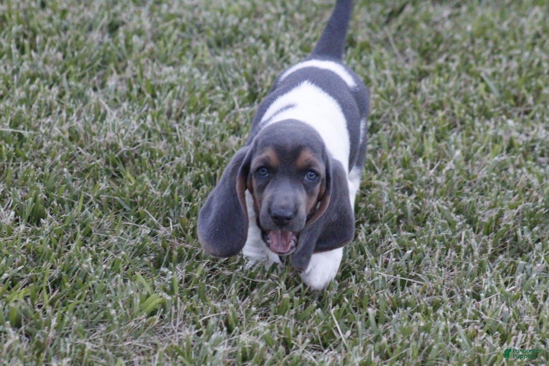 Basset Hound dogs for sale: Flo - Image 9