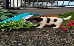 Newfoundland dogs for sale: Bonnie❤️akc❤️ - Image 3