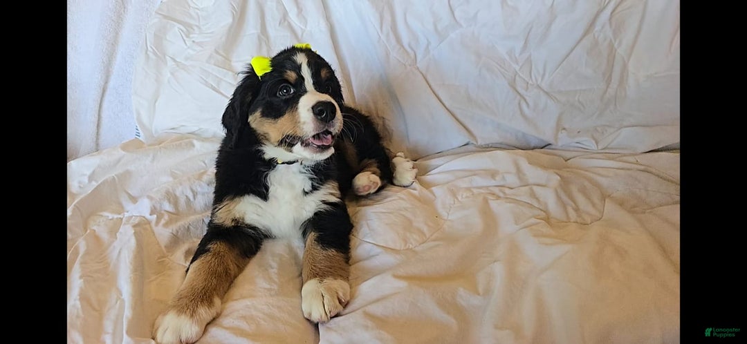 Bernese Mountain Dog dogs for sale: Dandelion - Image 6