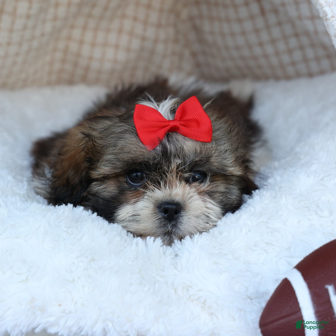 Shih Tzu dogs for sale: Lucky - Image 12