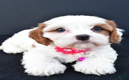 Cavapoo dogs for sale: Abby - Image 6