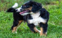 Mini Bernedoodle dogs for sale: Rue - Image 15