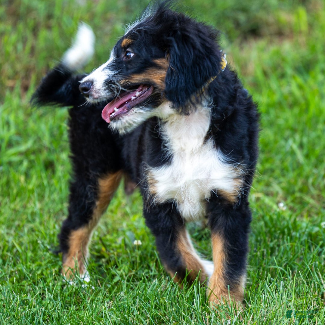 Mini Bernedoodle dogs for sale: Rue - Image 15