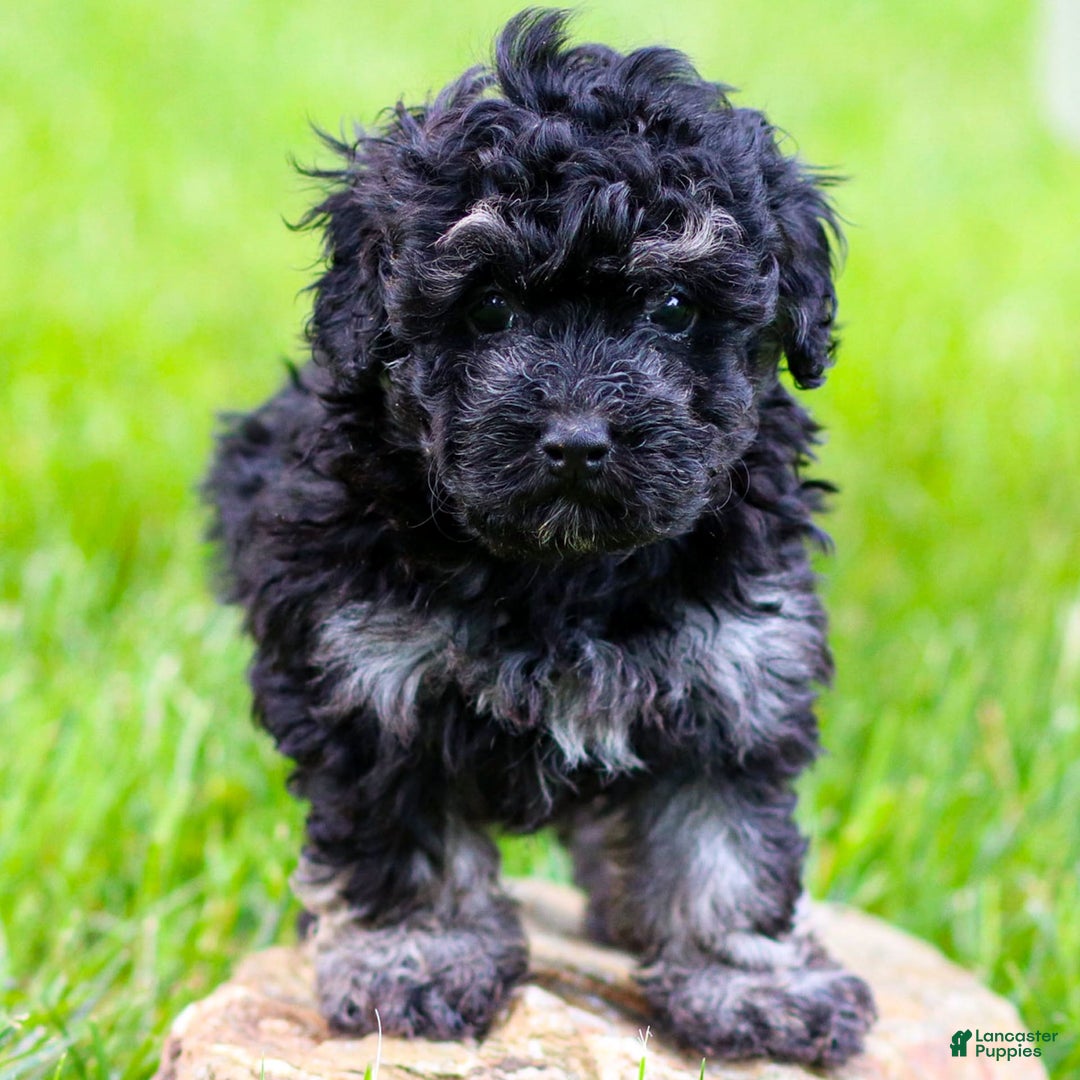 Miniature Poodle dogs for sale: Remi - Image 2