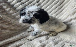 Dalmatian dogs for sale: Echo - Image 1