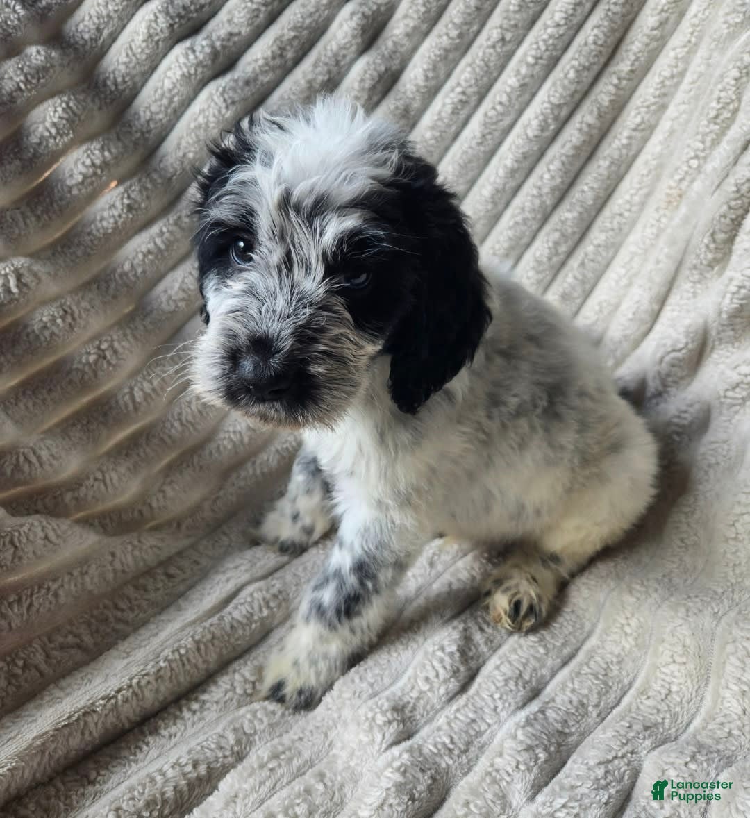 Dalmatian dogs for sale: Echo - Image 1