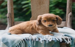 Miniature Dachshund dogs for sale: Miniature Dachshund 5 puppies - Image 10