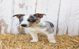 Australian Cattle Dog dogs for sale: Rusty - Image 2
