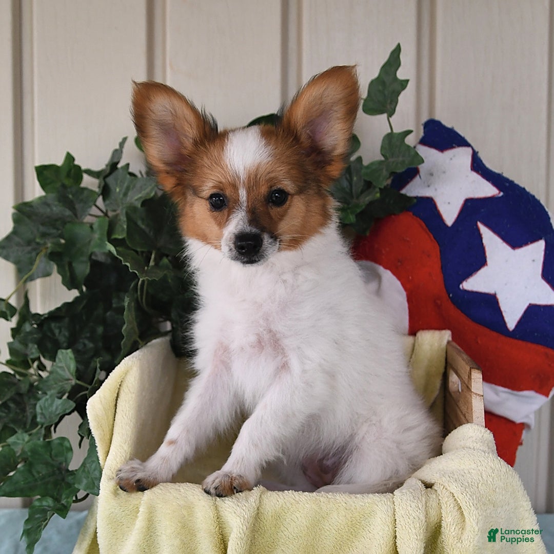 Papillon dogs for sale: Bella - Image 8