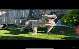 Cane Corso dogs for sale: Merle Female 2 - Image 4