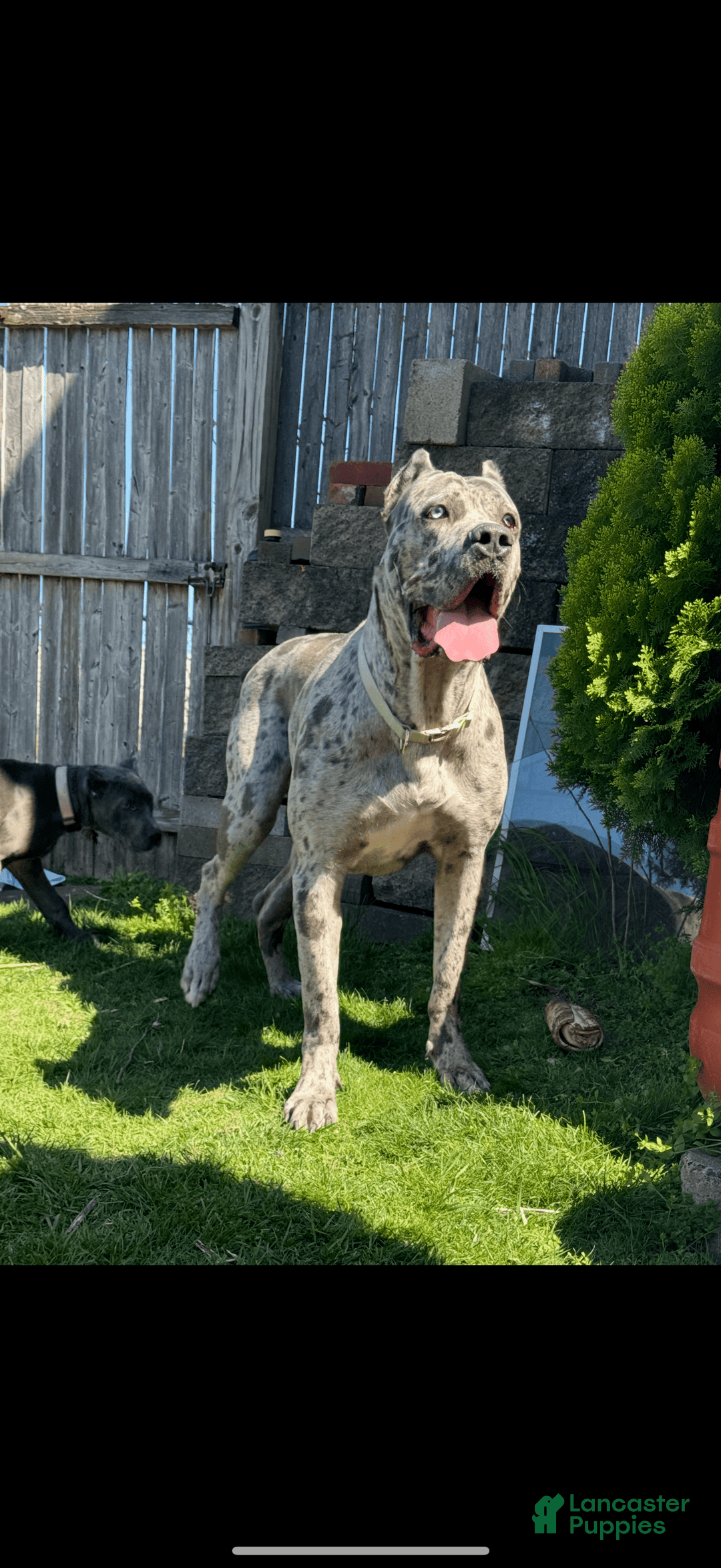 Cane Corso dogs for sale: Merle Female 2 - Image 4