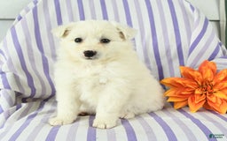 Eskipoo dogs for sale: Miss - Image 1