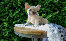 French Bulldog dogs for sale: Bruno - Image 2