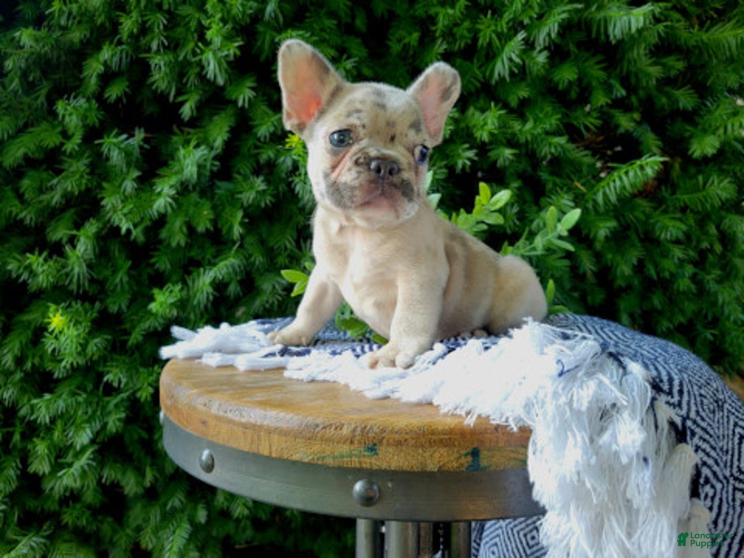 French Bulldog dogs for sale: Bruno - Image 2