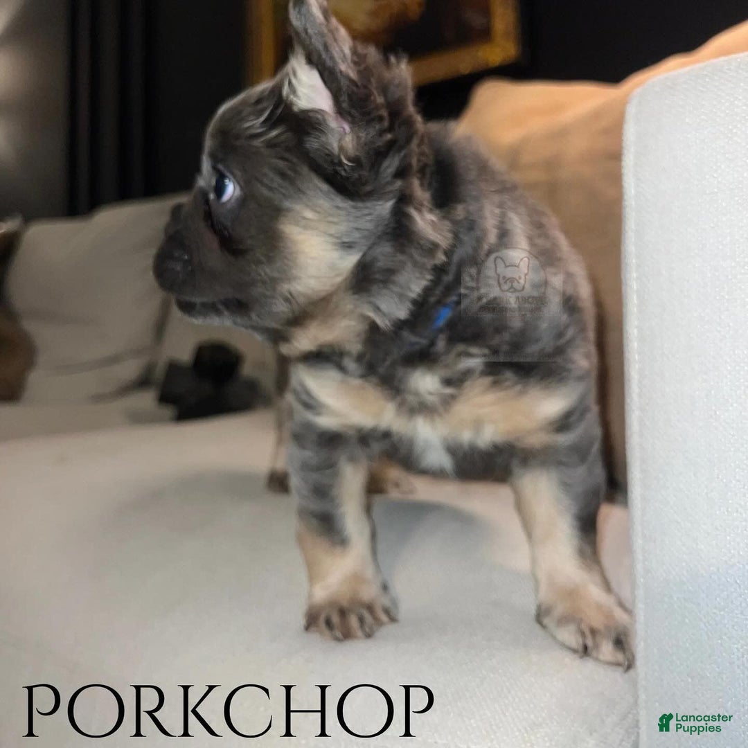 French Bulldog dogs for sale: Porkchop - Image 4