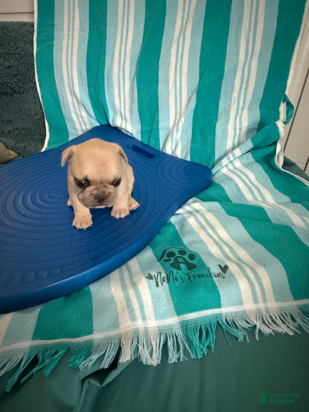 French Bulldog dogs for sale: Akc Cream Black Mask Spot - Image 8